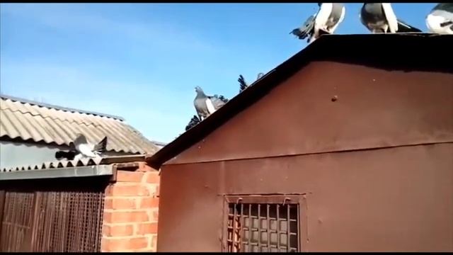 Голуби Армавира. Цари-Камыши смотреть онлайн