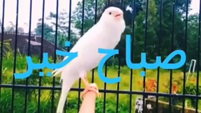 THE BIRD LONELY. смотреть онлайн