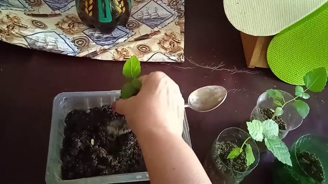 Пересадка кустиков инжира из семян??? смотреть онлайн