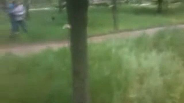 Акита и Хаски смотреть онлайн