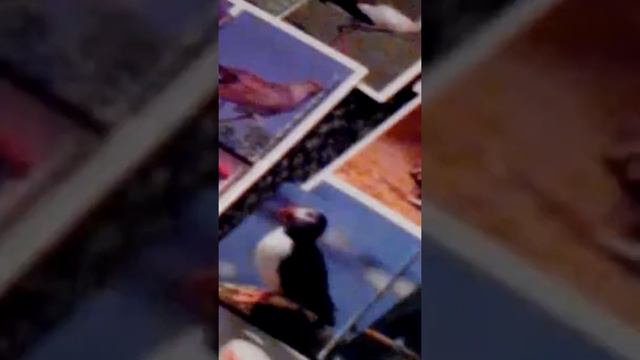 Птахи супер лото смотреть онлайн
