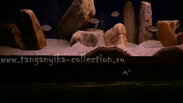 Tanganyika Planet. Mysterious Underwater World 22