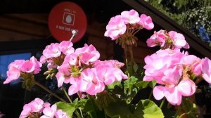 Молодой сад прекрасной Вероники. САД с НУЛЯ. Что выросло за 3 года