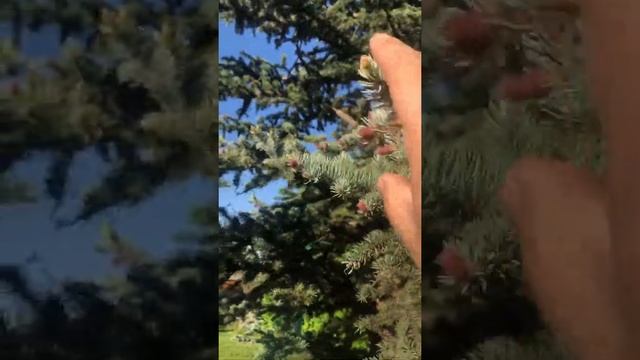 Оказывается у голубой ели молодые шишки красноватого цвета смотреть онлайн