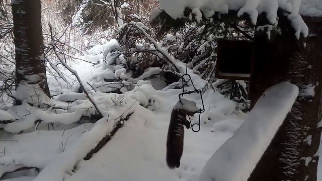 Закрыл два путика. Один есть. смотреть онлайн