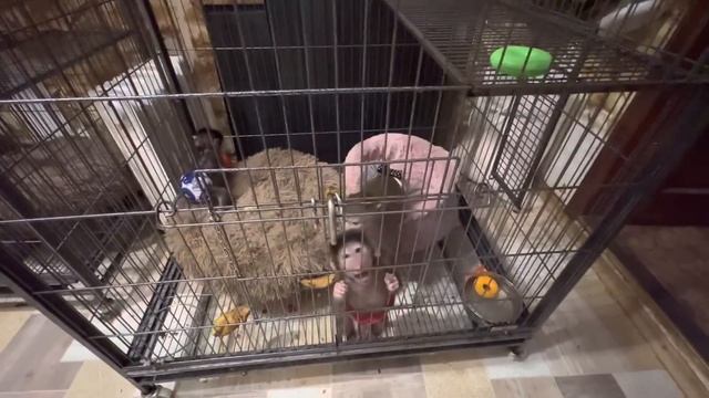 Люся, Маня и Степашка УКЛАДЫВАЮТСЯ СПАТЬ, посмотрим как пройдет ночь?! смотреть онлайн
