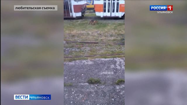 Дикая лиса в депо смотреть онлайн