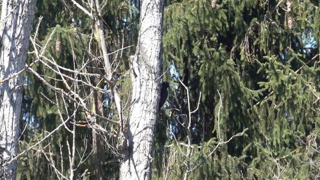 Желна - Dryocopus martius.mp4 смотреть онлайн