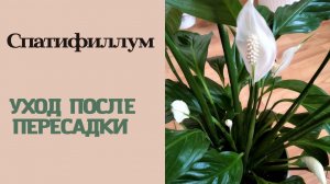 Спатифиллум (Женское счастье). Уход после пересадки.