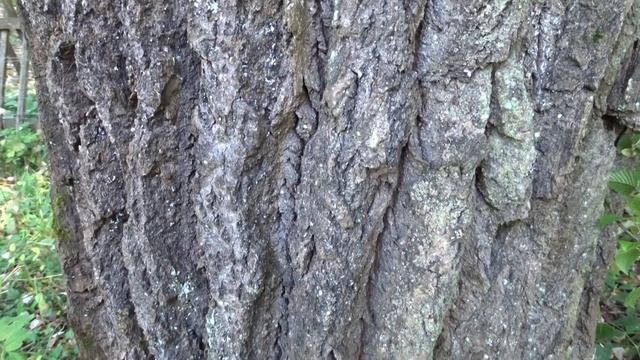 Populus alba L. čes. topol bílý смотреть онлайн