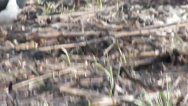 Ух ты какая птица с хохолком смотреть онлайн