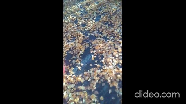 среда 24.05 ( 2 видео) смотреть онлайн