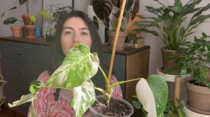 Обзор вариегатных растений / Что такое вариегатность?