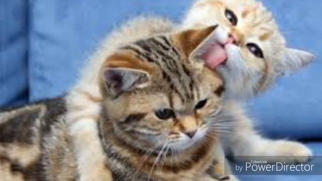 Милые котики:киса киса смотреть онлайн