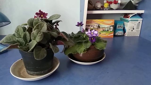 Фиалка смотреть онлайн