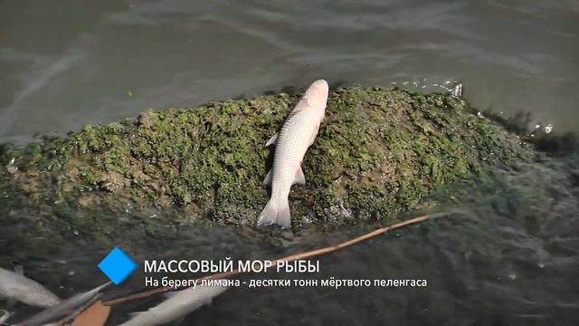Массовый мор рыбы: на берегу Хаджибейского лимана - десятки тонн мёртвого пеленгаса смотреть онлайн