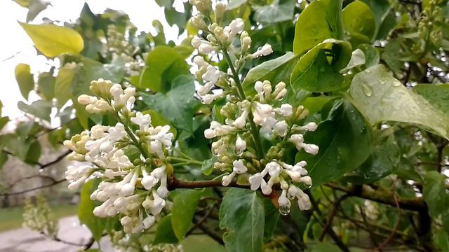 Білий бузок в період цвітіння смотреть онлайн