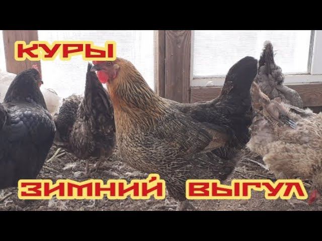 Первые заморозки. Курочки на зимнем выгуле.... смотреть онлайн