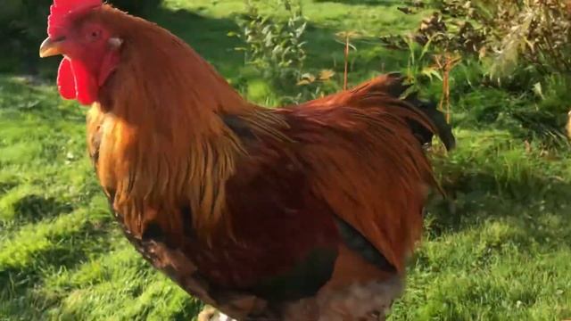 Ирининская птицефабрика Ручной и разговорчивый петух Чифчик #куры #петухи #забавноевидео