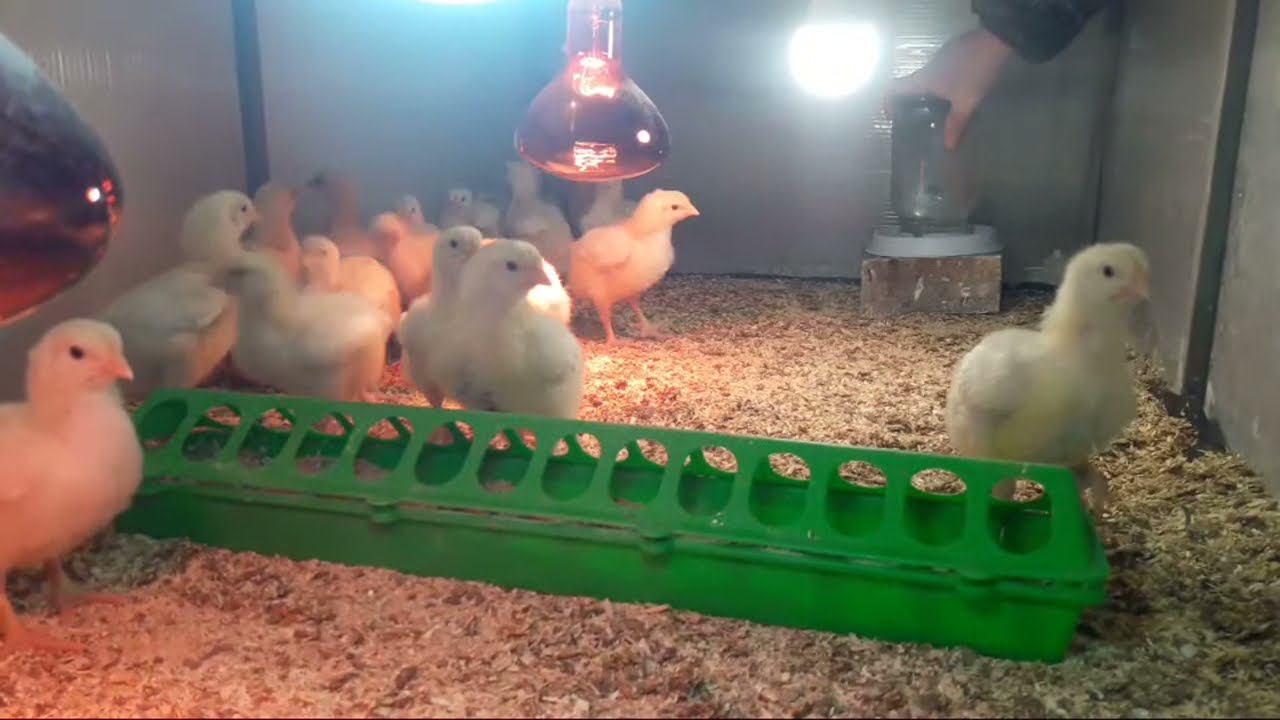 Цыплята Kobb 500 Утренний эфир 9 дня Вечером перевод на сетку смотреть онлайн