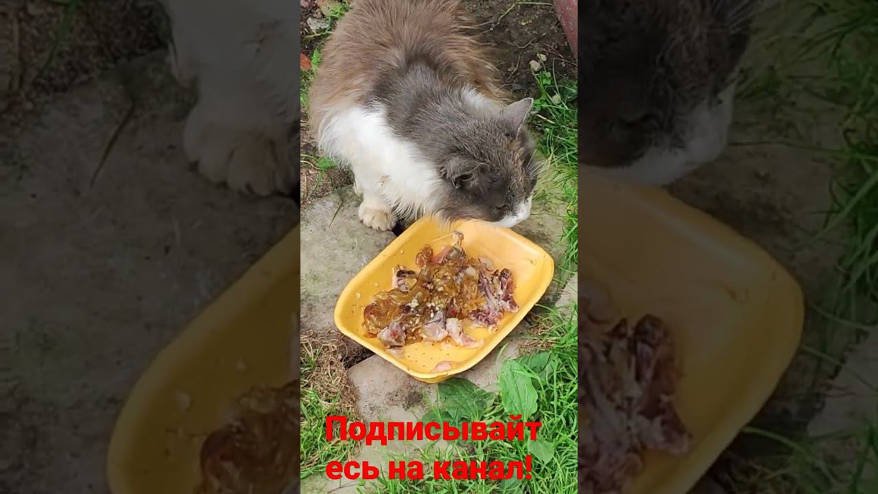 кот и завтрак! смотреть онлайн