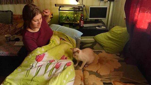 Шкодины проделки ,,ориентальные кошка,, смотреть онлайн