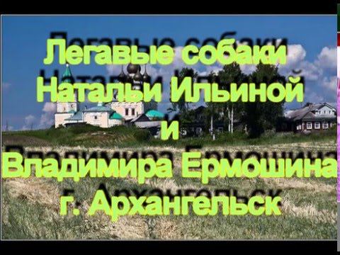Легавые Севера