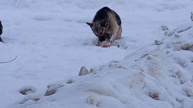 ПЕШИЙ СБОР АЛЮМИНЕВЫХ БАНОК ЗА 1 ЧАС ПРОГУЛКИ.+ НИШТЯЧОК смотреть онлайн