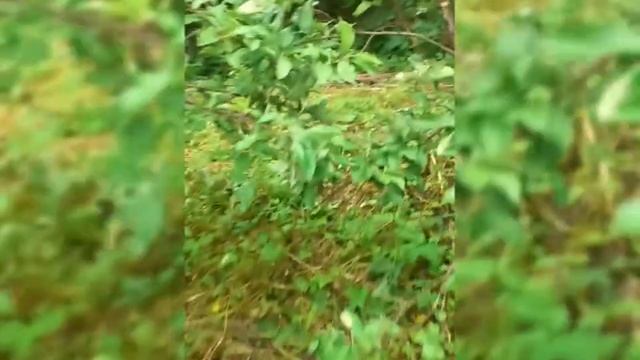 @покостравы.#Солнечногорск #солнечногорск #покостравы #видео #видеоотчёт #снт смотреть онлайн