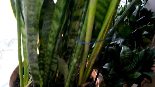 Удобрение ПОДКОРМКА ДЛЯ ЦВЕТОВ ИЗ БАНАНОВ смотреть онлайн