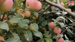 Яблони для Сибири. Заветное.