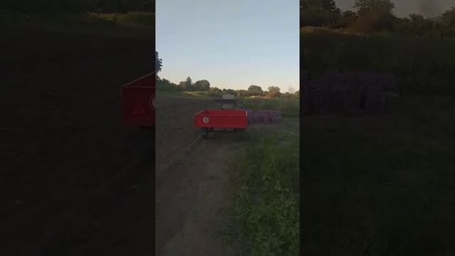 Мотоблок МТЗ в работе (Беларус 08 H Honda GX 390). смотреть онлайн