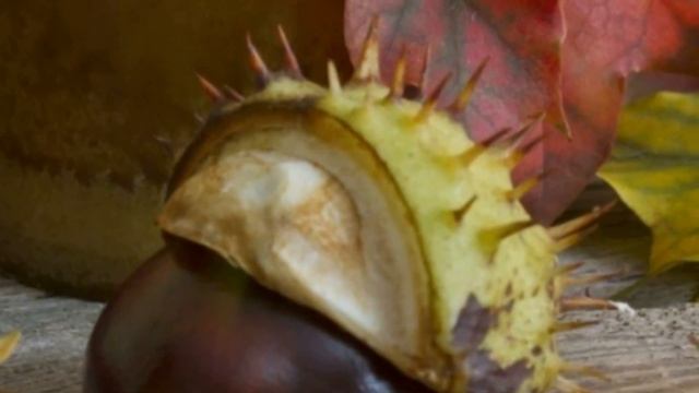 Телец ноябрь 2022 гороскоп. Что принесёт ретроградный Марс и ноябрьское затмение. смотреть онлайн