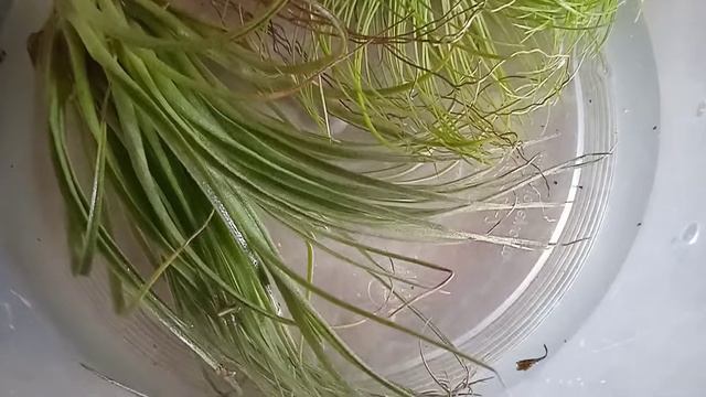 Tillandsia , Тилландсия. Новинка в моей цветочной коллекции смотреть онлайн