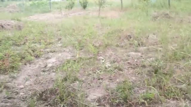 Что выросло на даче, не были 3 недели, строим душ, стол смотреть онлайн