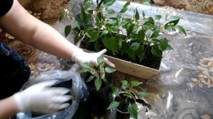 Пересаживаем перец Огонек