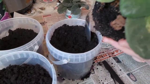 Пересаживаю цветочки Фиалки. смотреть онлайн