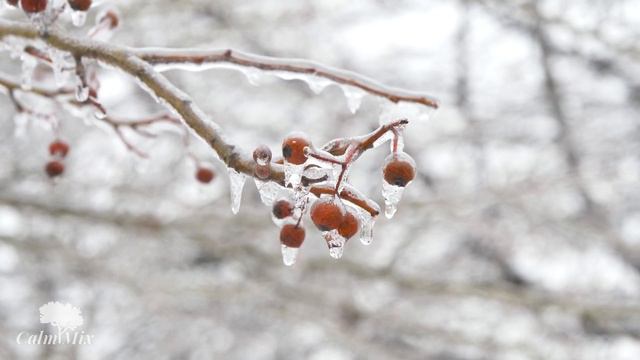Snowy Wood Relaxing | Winter Collection (No ADs) | Relaxing, calming music with snowy forest sound смотреть онлайн