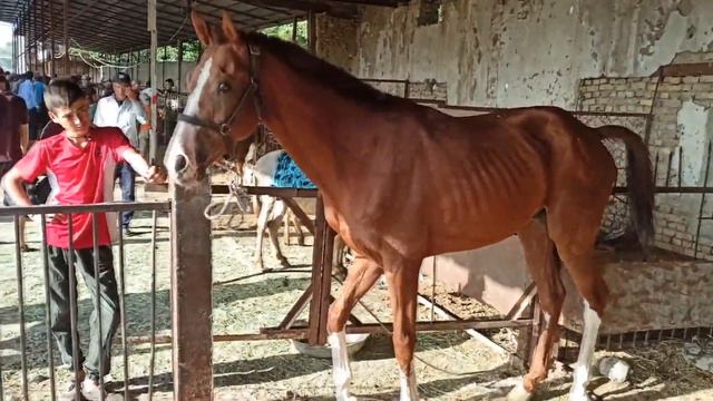 НОВ ОТ БОЗОРИ,от бозор,молбозор,янги от бозори,от сотилади,нов молбозори,молбозори нов,отлар нархи,