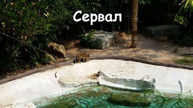 Тайланд глазами туриста Животные сами делают шоу смотреть онлайн