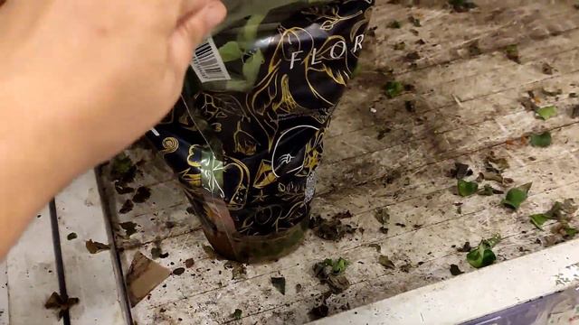 PLANTAS DA LEROY MERLIN INTERLAGOS SP| DEI UMA PASSADINHA 🌸🌿 смотреть онлайн