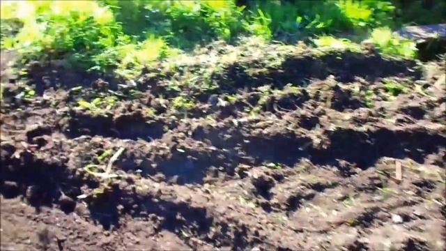 Ровняю участок мотоблоком.