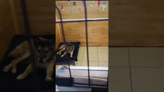 Кожуховские собачки на любимой передержке смотреть онлайн