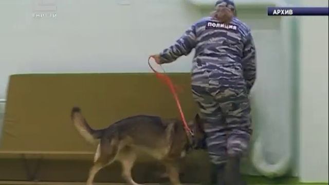 Более 2000 полицейских будут охранять порядок в крае 1 сентября смотреть онлайн