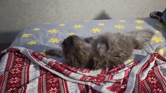 Ватсон умеет Эрика раздраконить... Держит брата в тонусе 😀 смотреть онлайн