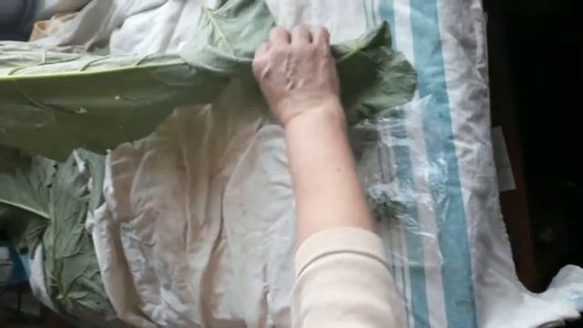 Заготовка листьев и сока лопуха на зиму. Рецепт смотреть онлайн
