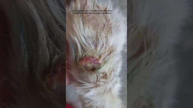 Домашнее лечение раны у кошек