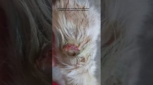 Домашнее лечение раны у кошек,