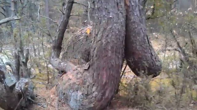 Завитушка смотреть онлайн