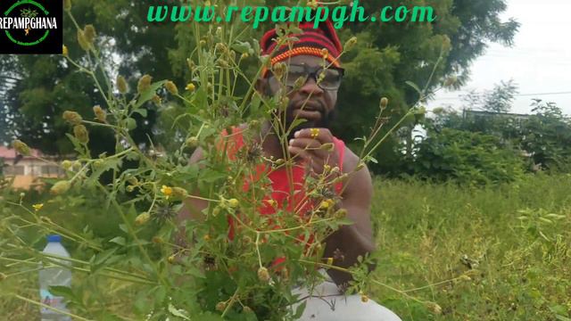 How To Provent Prostate Cancer with blackjack ( Bidens pilosa) Part 3 смотреть онлайн